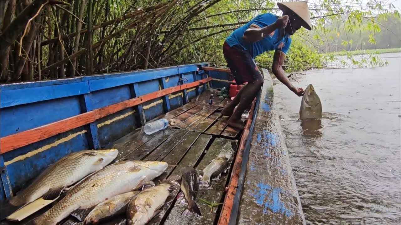 Fishing for big barramundi in the maro river, south Papua