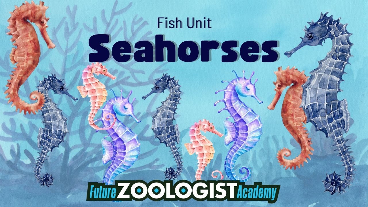 Seahorses | Future Zoologist Academy