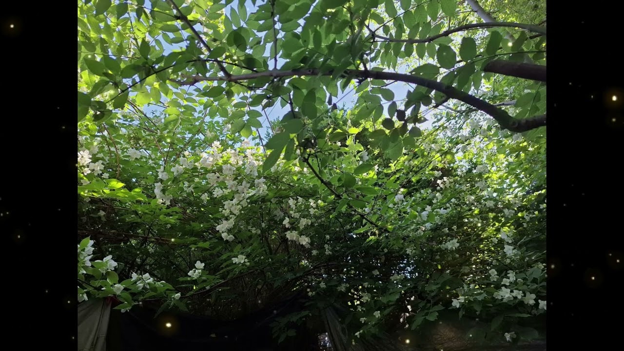 Peaceful Magical Summer Garden ASMR 🌿✨ Birdsong, Blossoms & Natural Ambient Sounds