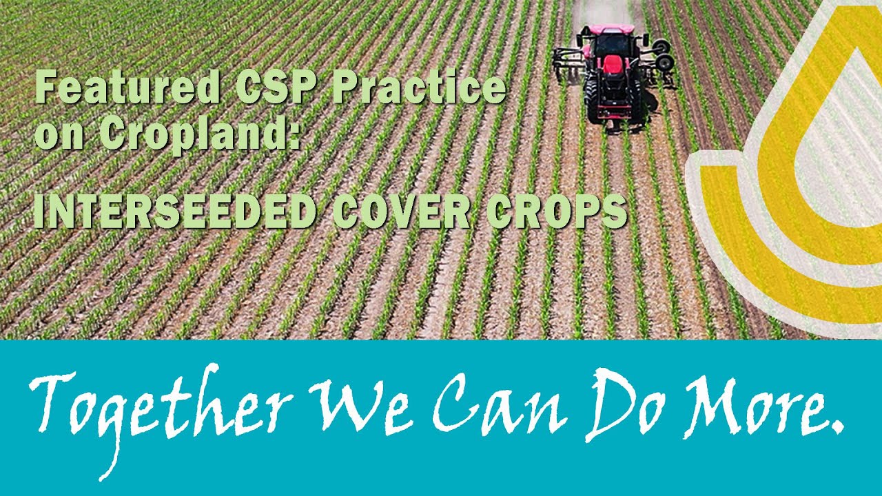 CSP: Interseeded Cover Crops