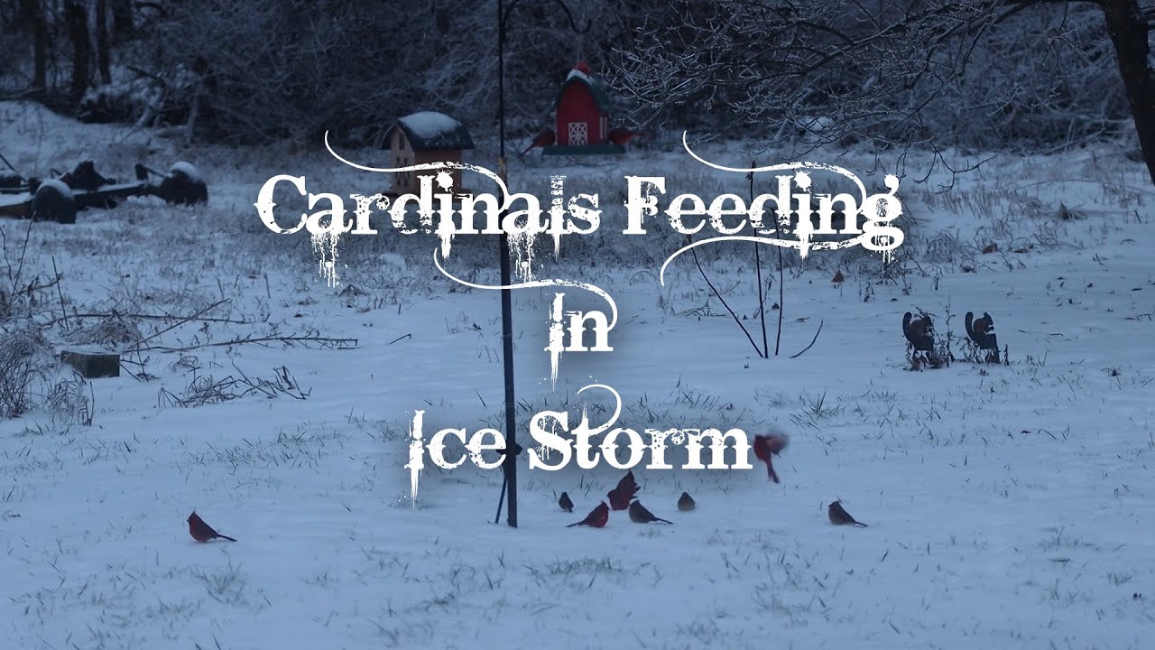 Cardinals Feeding in an Ice Storm | Helping Birds Survive Frozen Winter