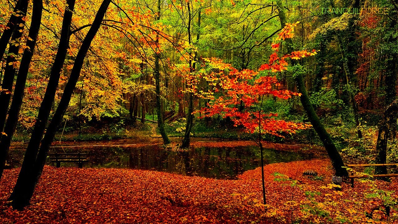 Teich im Herbstregen - Regengeräusche zum entspannen relaxen oder einschlafen - ASMR 4k