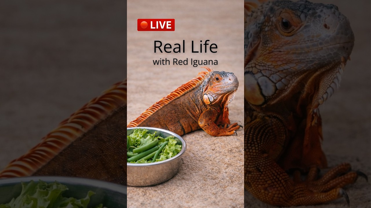 Live: Trying New Food — Feeding Our Red Iguana and Watching Her Reaction Гектор пробует новую еду