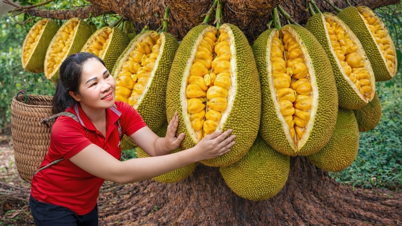 Harvesting Many Ripe Jackfruits & & Go To Market Sell | A Day in Forest With Trang Anh