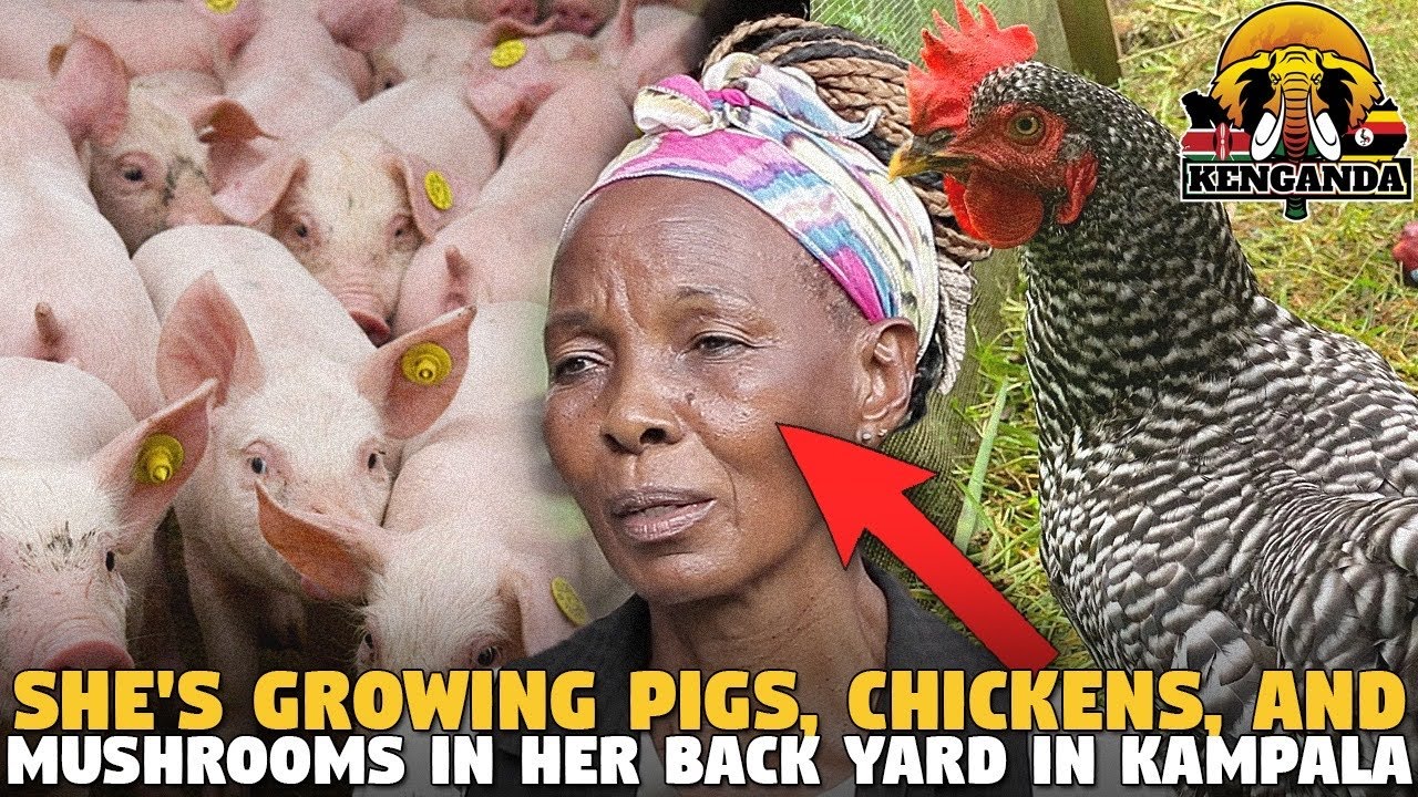 She's Growing Pigs, Chickens, and Mushrooms in Her Back YARD in Kampala... (Peace Farms)