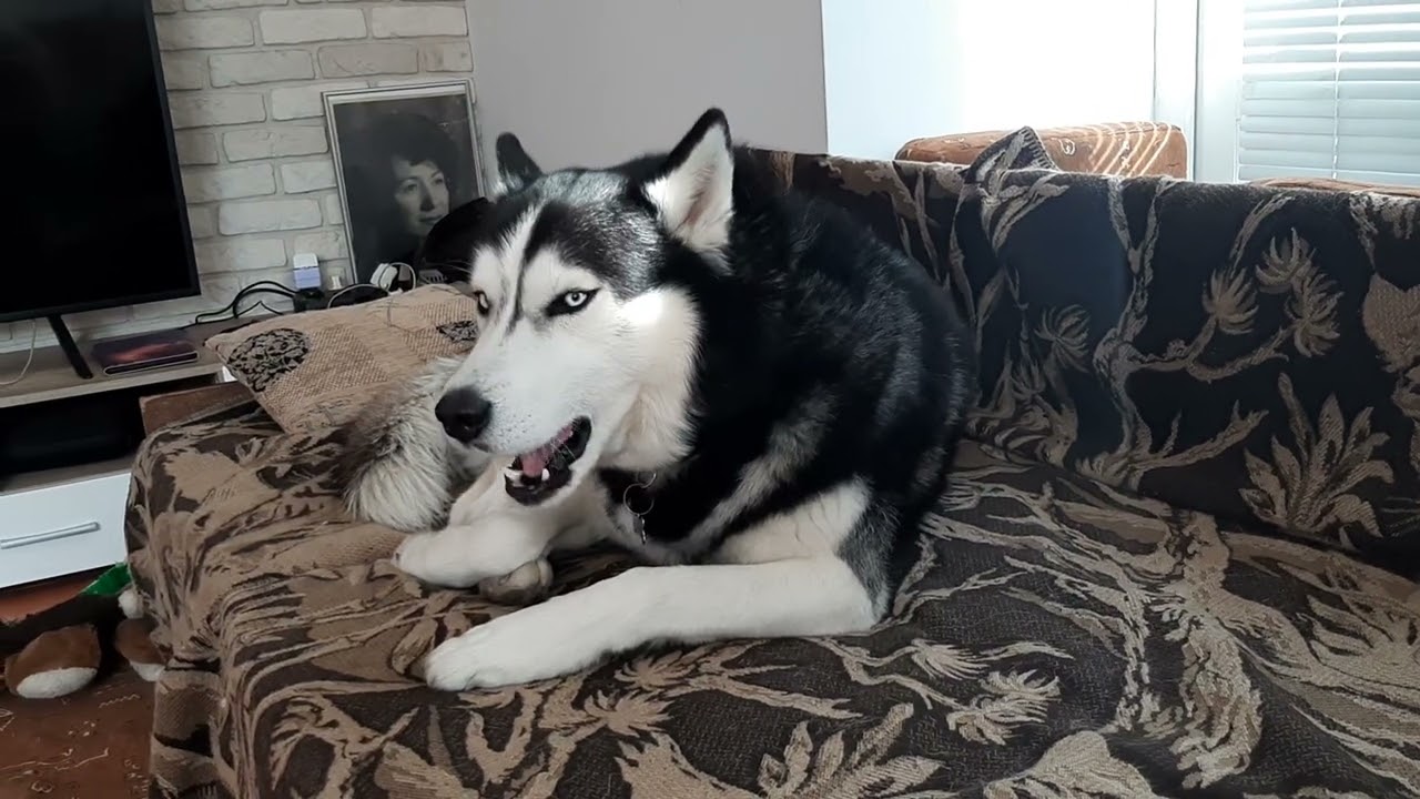 Husky sing Phantom of opera...