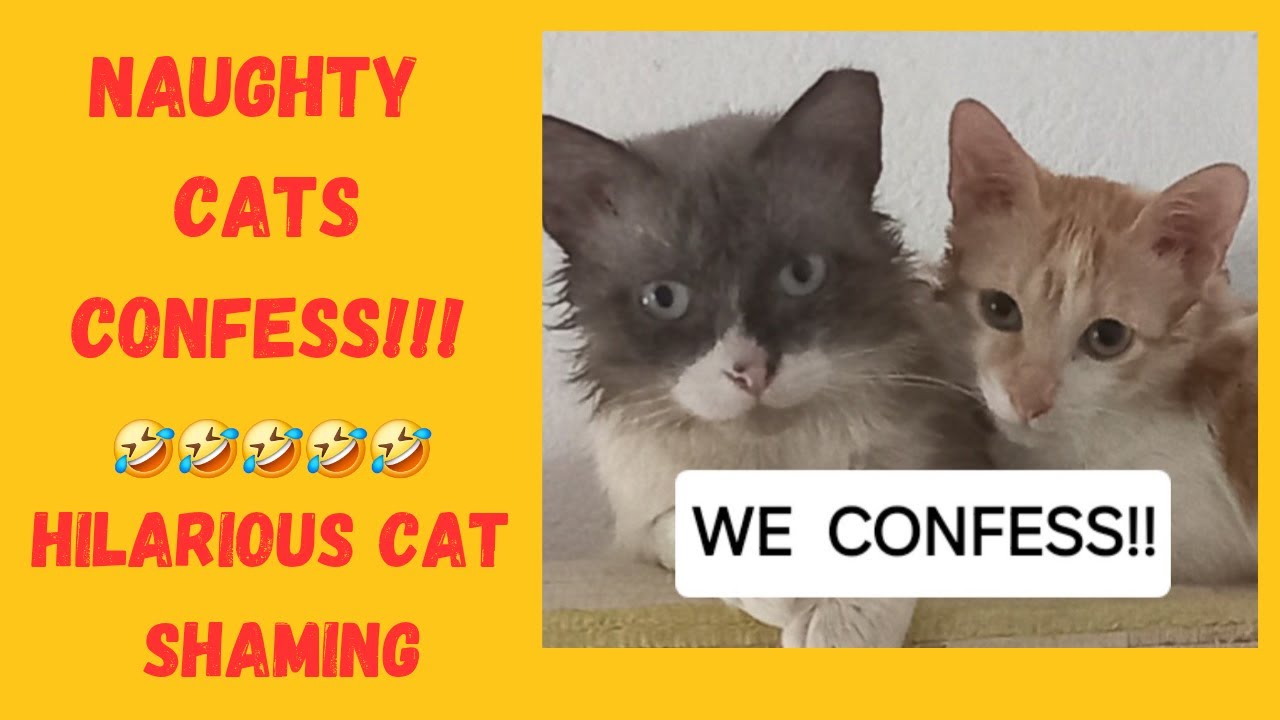 WHAT DID THESE NAUGHTY CATS DO?? HILARIOUS CAT SHAMING 🤣🤣#catshaming #petshaming #funnycatvideo