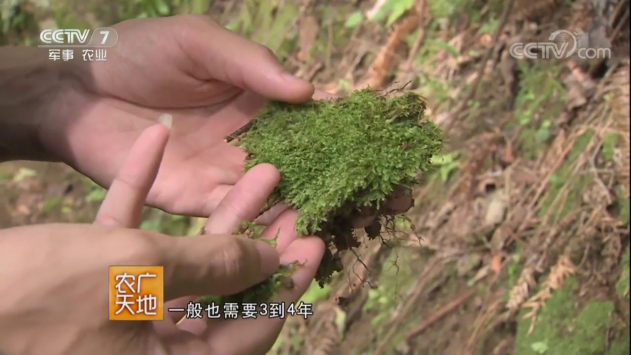 《农广天地》 20171120 小苔藓成就大财富 | CCTV军事