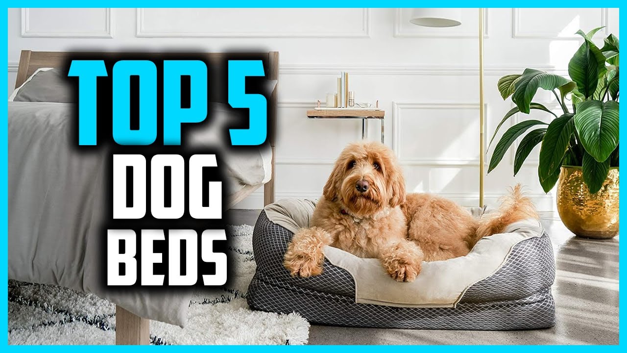 ✅Top 5 Best Dog Beds in 2026