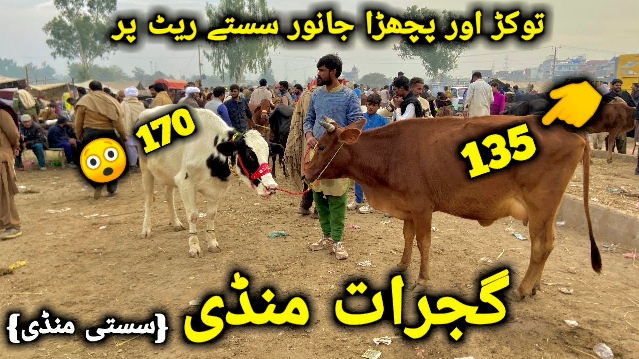 گجرات منڈی کی تاذہ ترین صورتِحال ||سردی کے باعث جانور سستے اور خریدار کم خریداری کا اصل ٹائم