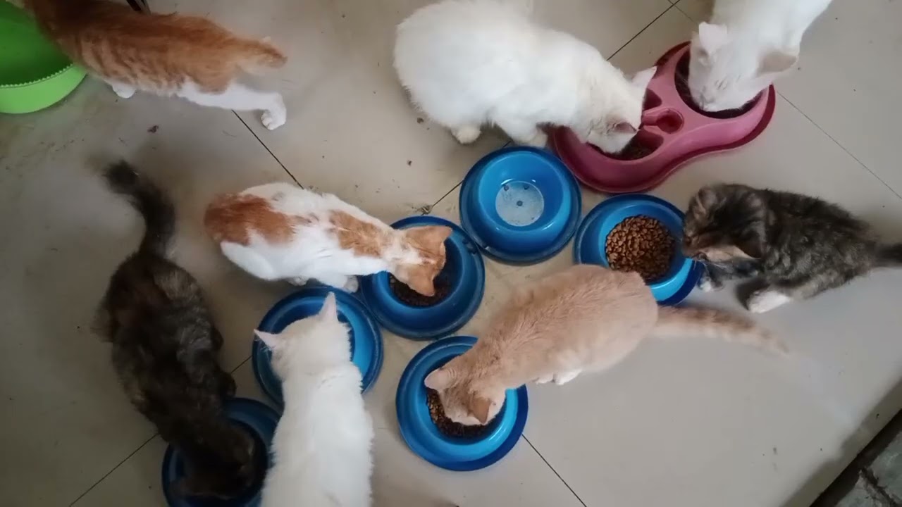 Aktifitas rutin setiap hari #catlovers #kucing #pets #foodcat #kitten 