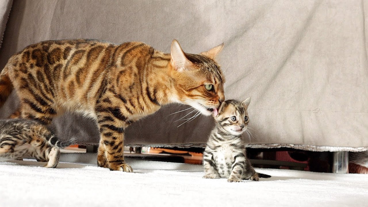Grandma Cat is so Excited to meet her Grandkittens for the First Time