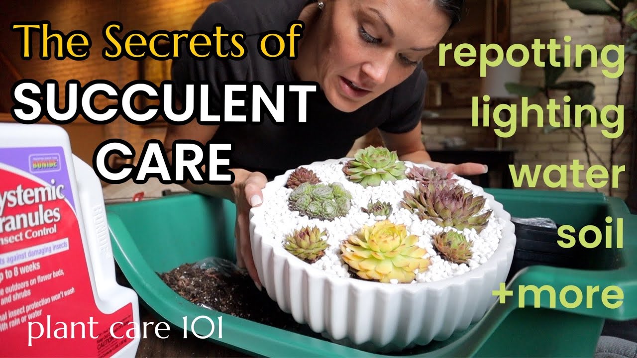 Succulent Plant Care 101 -  How To Water, Lighting, Fertilize, Soil, Repotting - Hen & Chicks