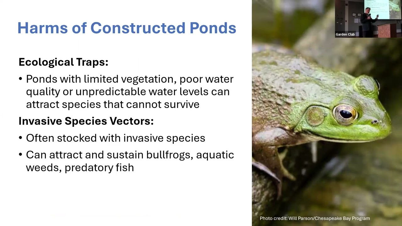Peter Guillozet: Pondering Ponds: An Ecological Perspective