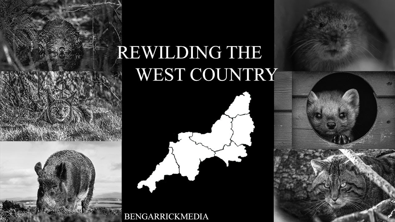 Rewilding The West Country