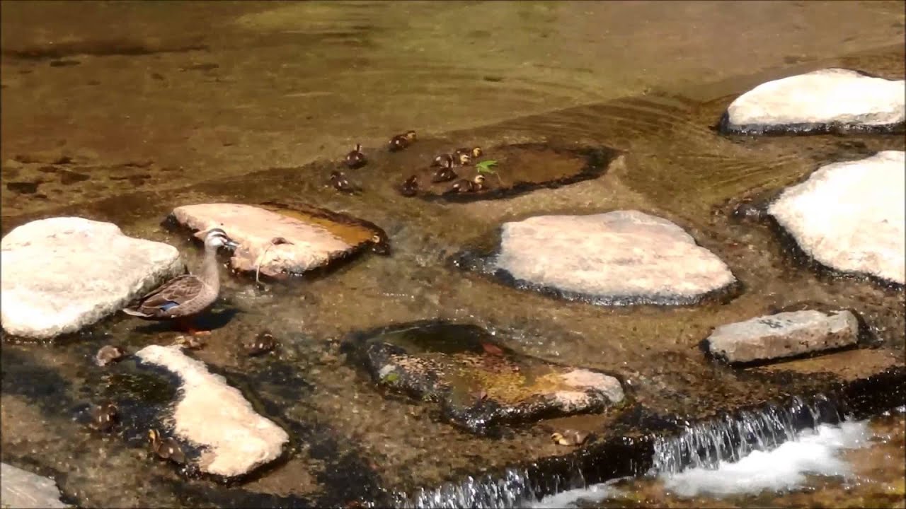 多すぎる鴨の雛？