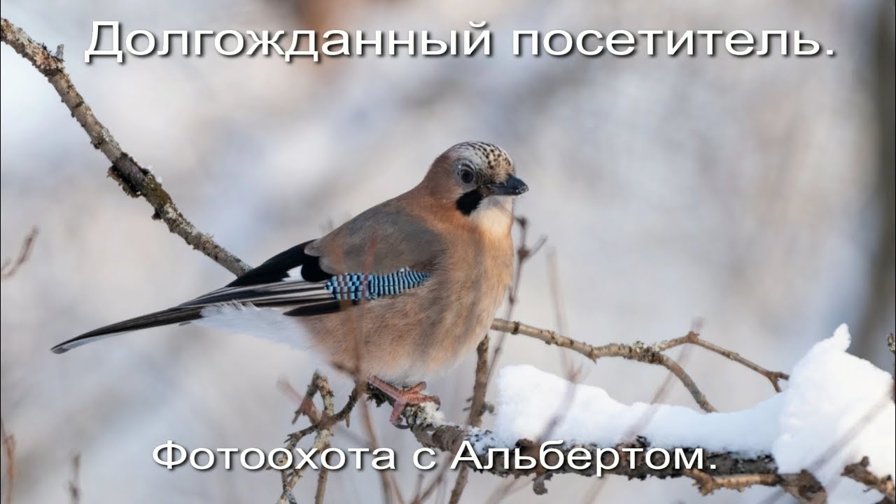 Фотоохота с Альбертом. Долгожданный посетитель.