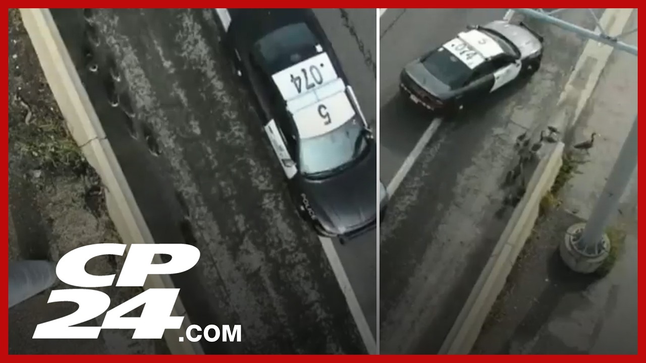 Полицейский эскорт для гусей стал причиной пробки на оживленном шоссе 401