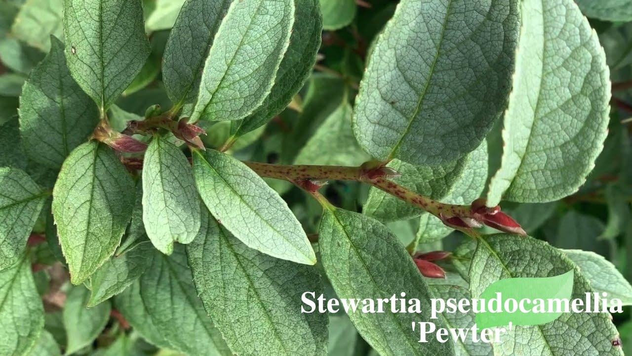 Wow! Amazing Stewartia Pseudocamellias You Need In Your Garden!