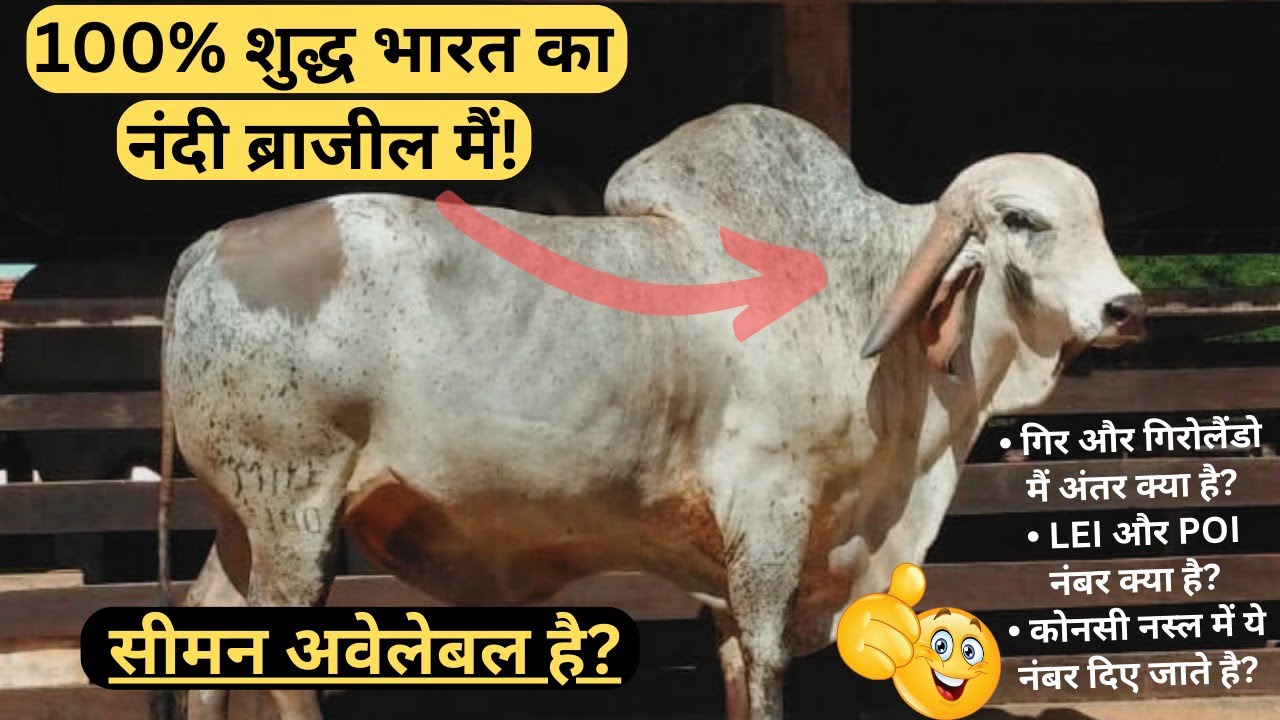 POI नंबर वाले गिर बुल/गाय का मतलब क्या है?? | information about brazilian gir