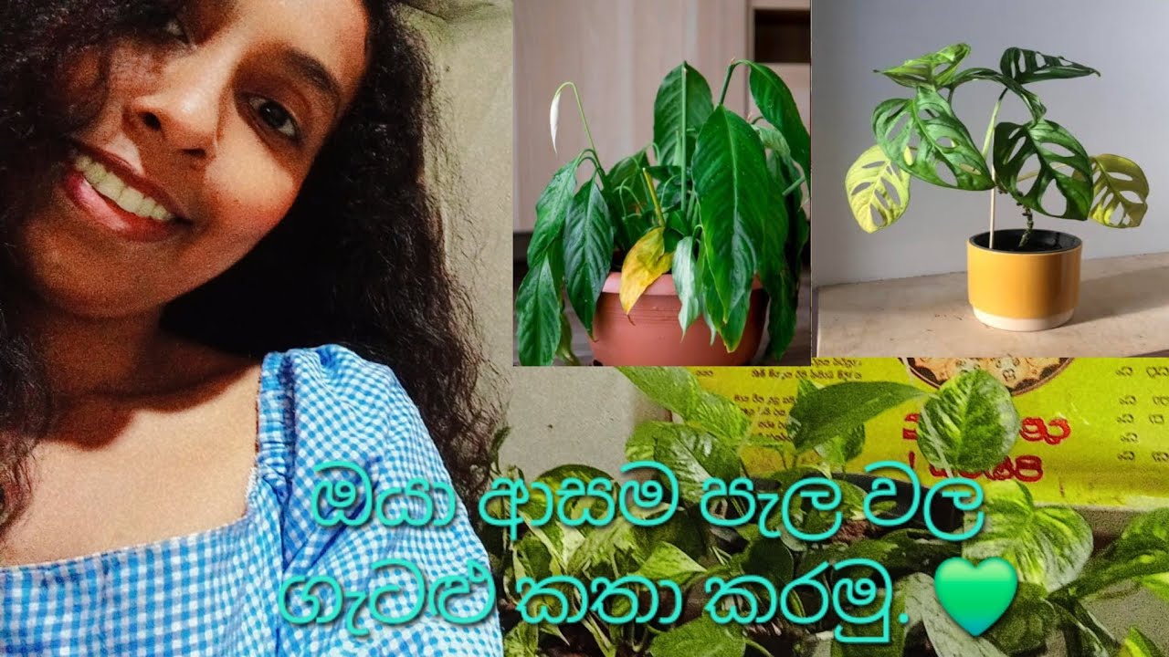 Indoor plant වල ගැටළු කතා කරමු. කොළ කහ පාට වුනු හේතු හොයමු.. 💚#Problem solutions are found in plant