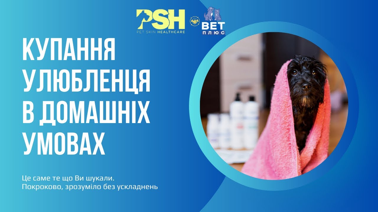 Як ПРАВИЛЬНО мити собаку вдома: вода, шампунь, фен — без помилок.