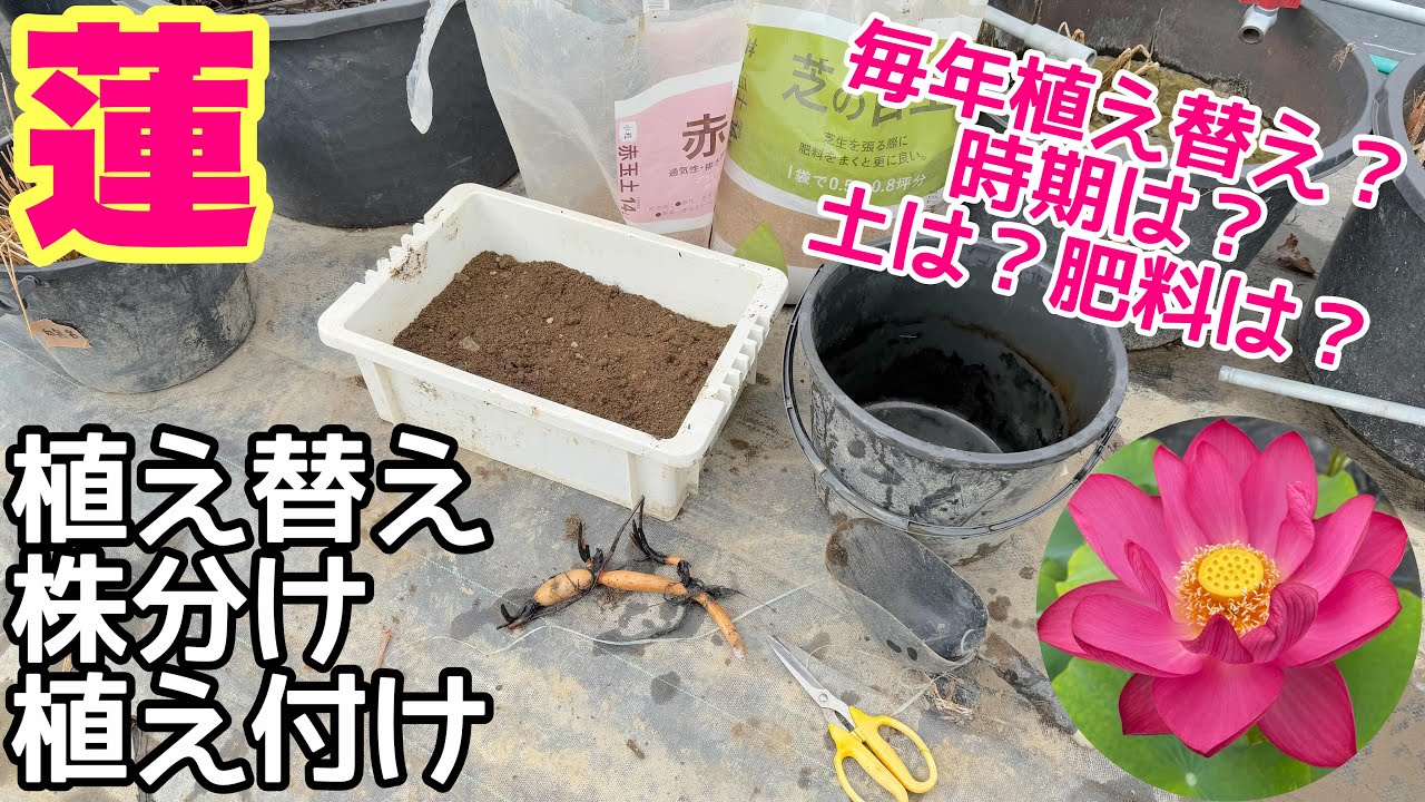 必ずやって下さい！2025年蓮（ハス）植え替え、株分け、植え付け方法！時期は？毎年植え替え？　メダカ睡蓮ビオトープ