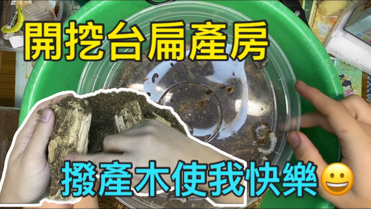 開挖台灣扁鍬的產房嘍！一共有多少🍤呢？