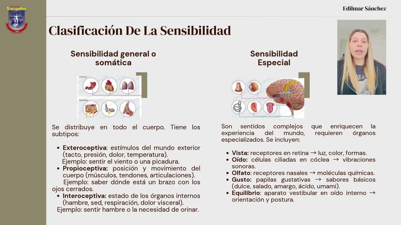 La Sensibilidad - Neuropsicologia