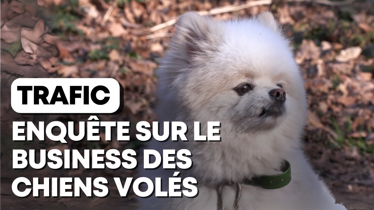 Vols de chiens : enquête sur un trafic en pleine explosion
