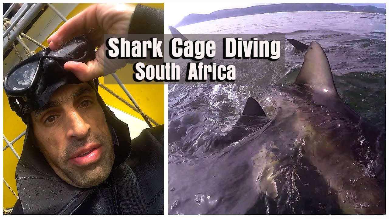 Gansbaai South Africa: Diving With Sharks
