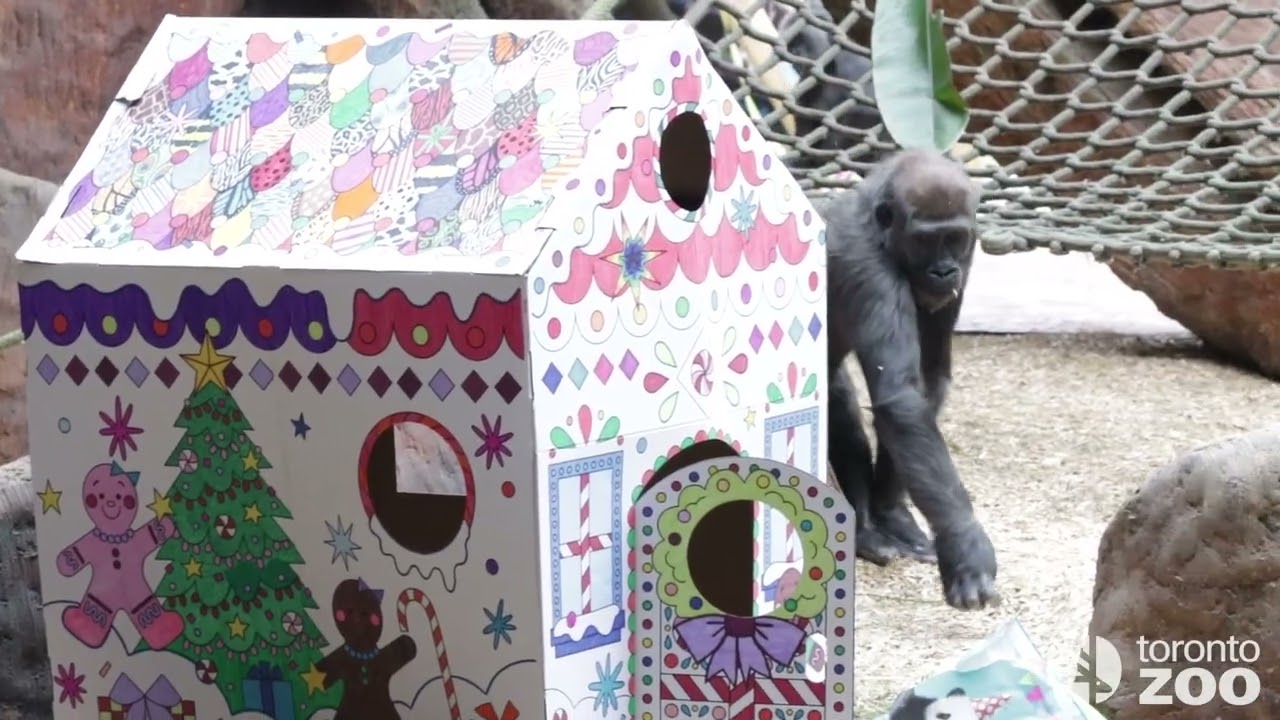Celebrating Charles The Western Lowland Gorilla 🦍
