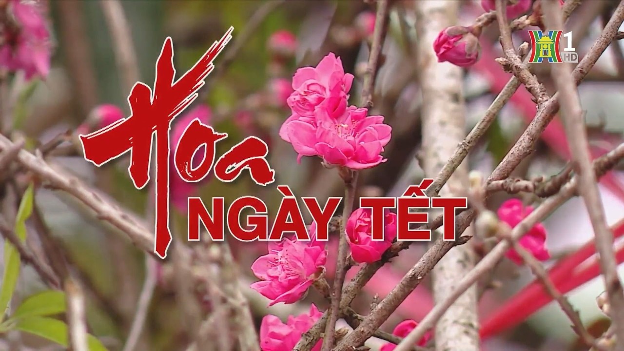 Hoa ngày Tết | Hà Nội 18h00
