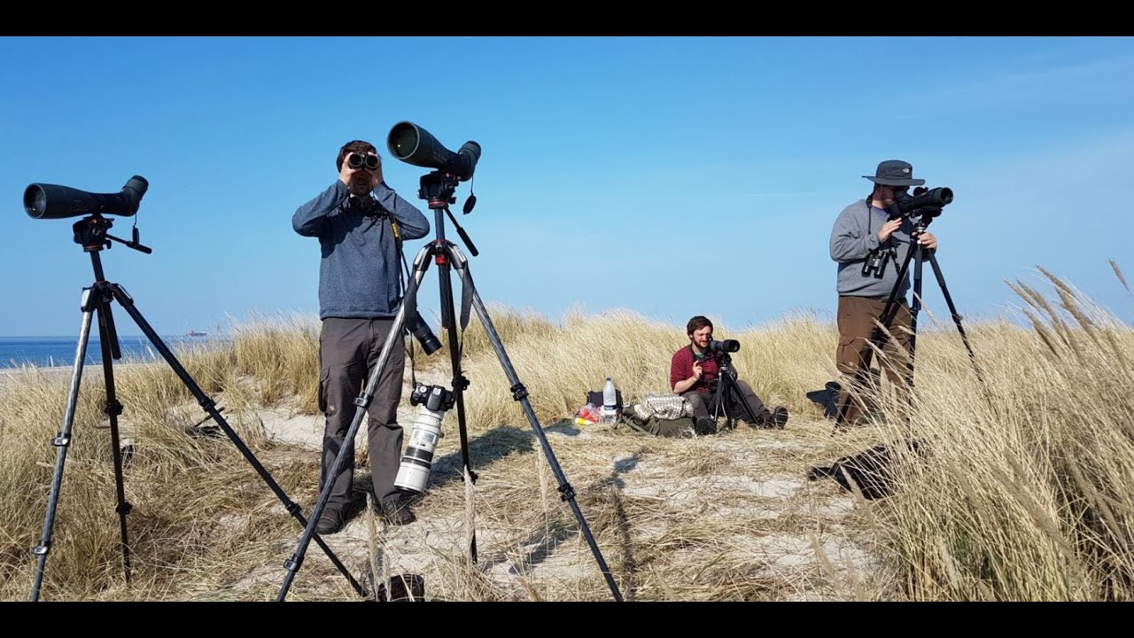 Fugle over Skagen - Bird migration over Skagen