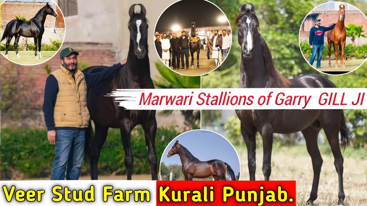 Marwari Stallions of GURPRATAP SINGH GILL JI || Veer Stud Farm Kurali Punjab