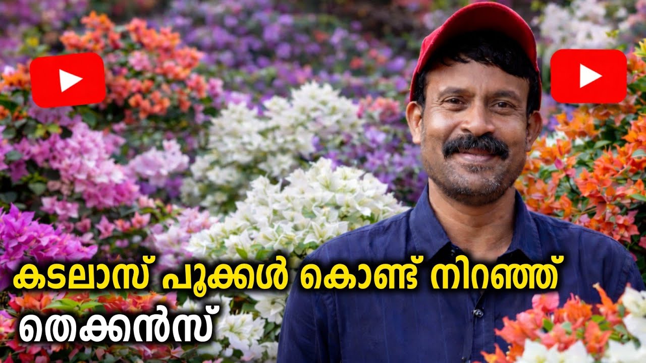 ബോഗൻവില്ലയുടെ മനോഹര ലോകം | Bougainvillae careing Tips Malayalam | Thekkans Bougainvillae Collections