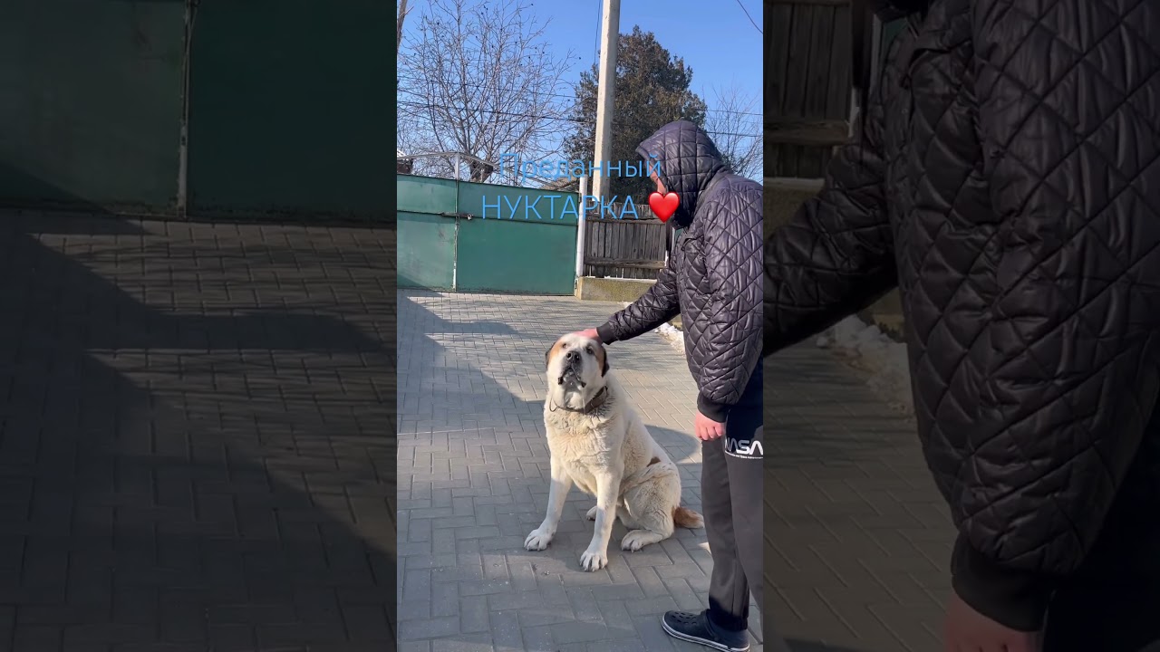 Послушный НУКТАРКА ❤️