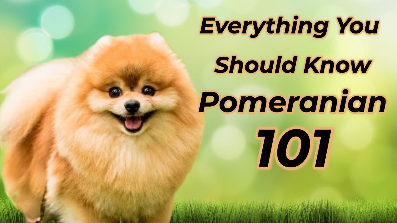 Pomeranian 101: Is It Right For You?