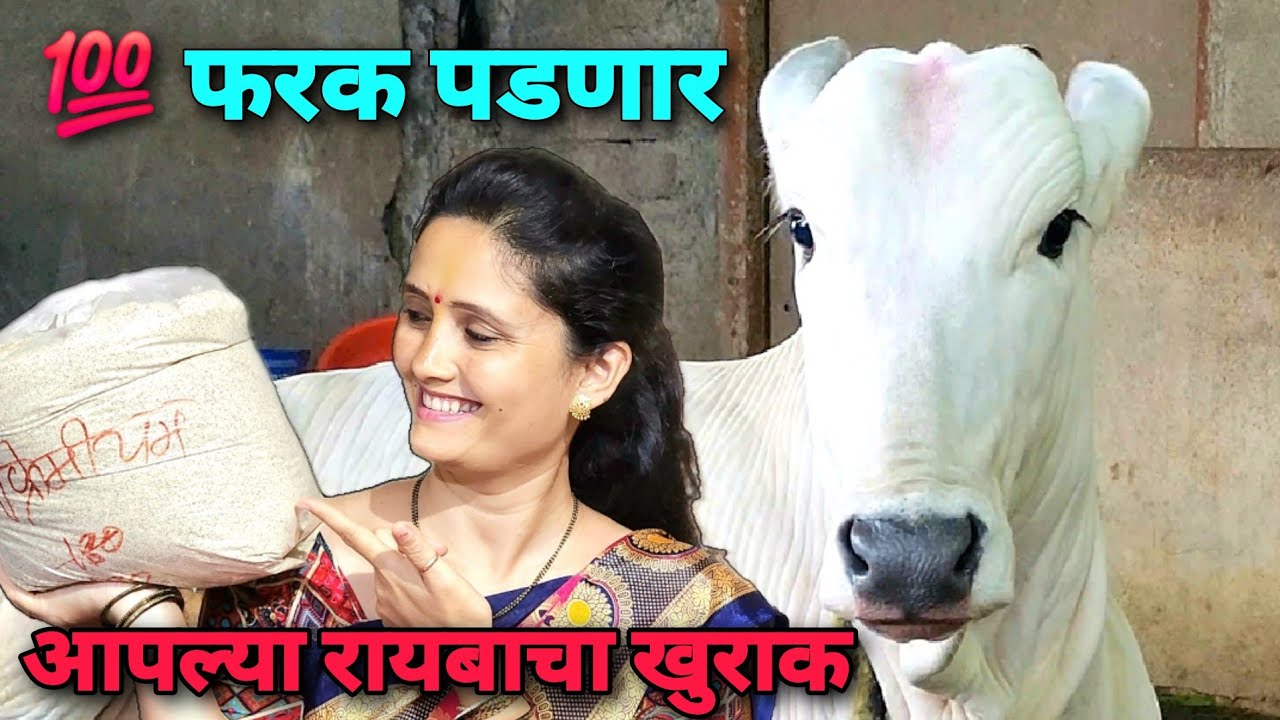 हे खाद्य एकदा नक्की वापरून बघा 100% फरक पडणार /आपल्या रायबाचा खुराक | Bailgada Sharyat |
