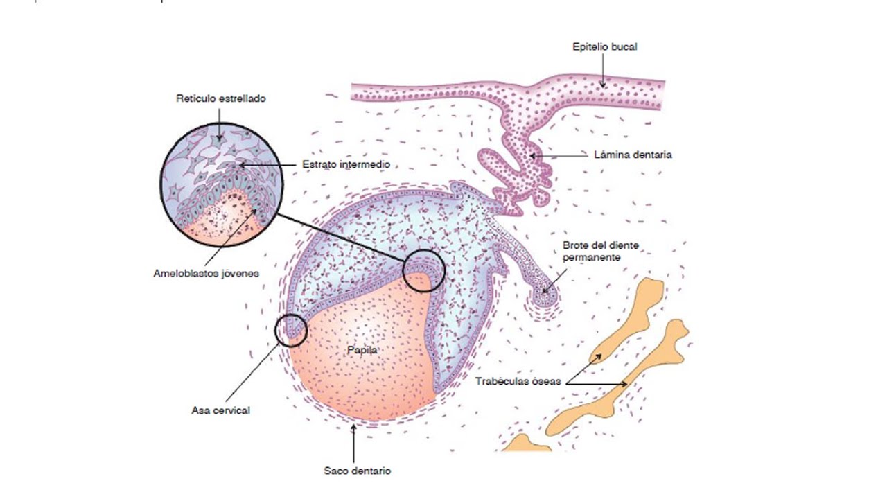 odontogénesis