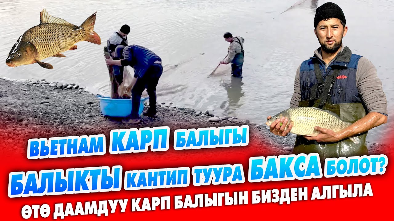 Балык БИЗНЕСИ жакшы экен ~ Вьетнам карп БАЛЫГЫН багуу жолдору ~ Балыкты БИЗДЕН алып БИЗНЕС кыл