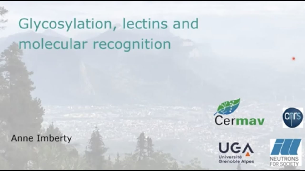 Glycosylation, lectins and molecular recognition