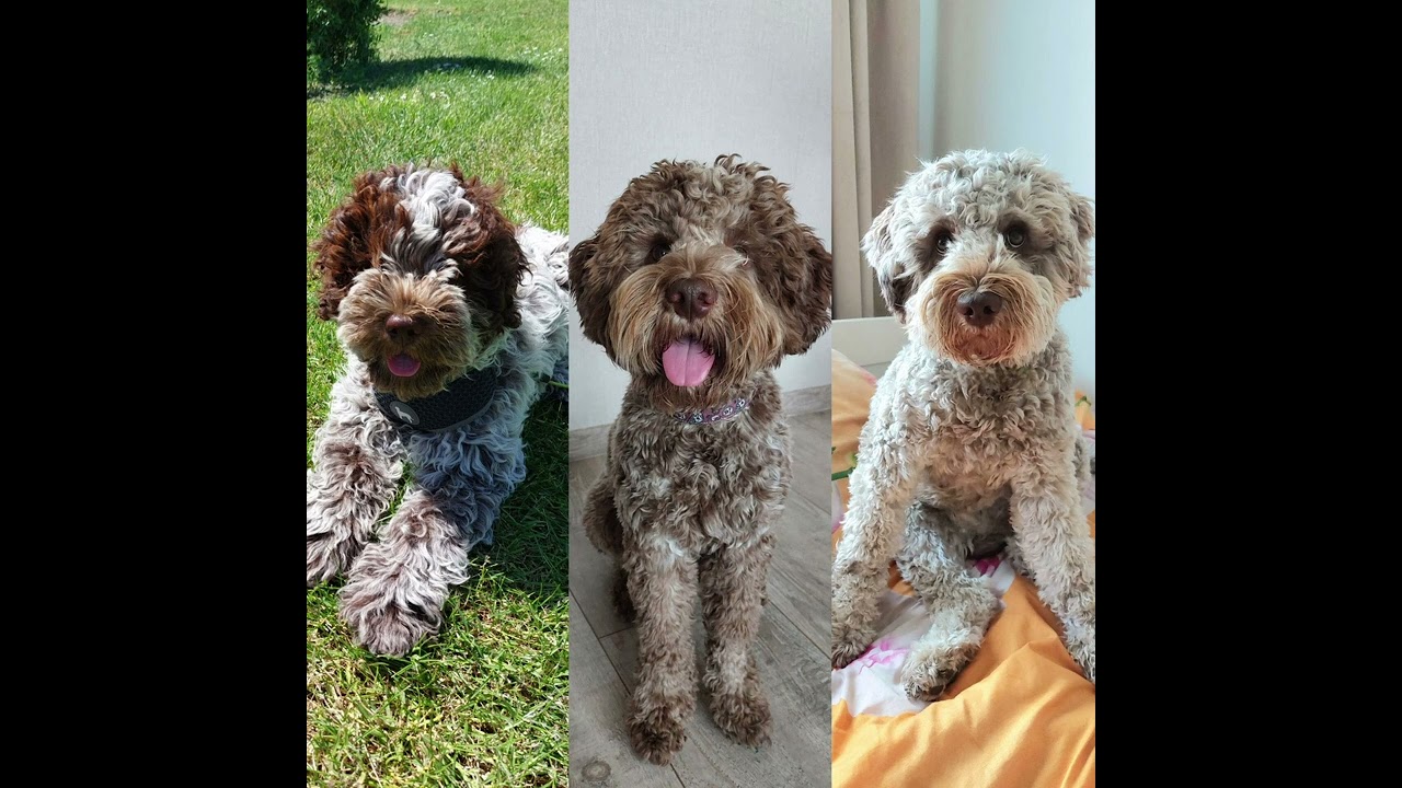 🐾🐶🌸#LagottoRomagnolo Miłośnicy 👩 🤠