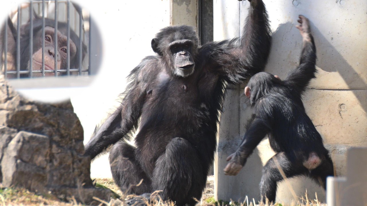 イブキとナナさんと女王ピーチの怒り　多摩動物公園　チンパンジー　202602