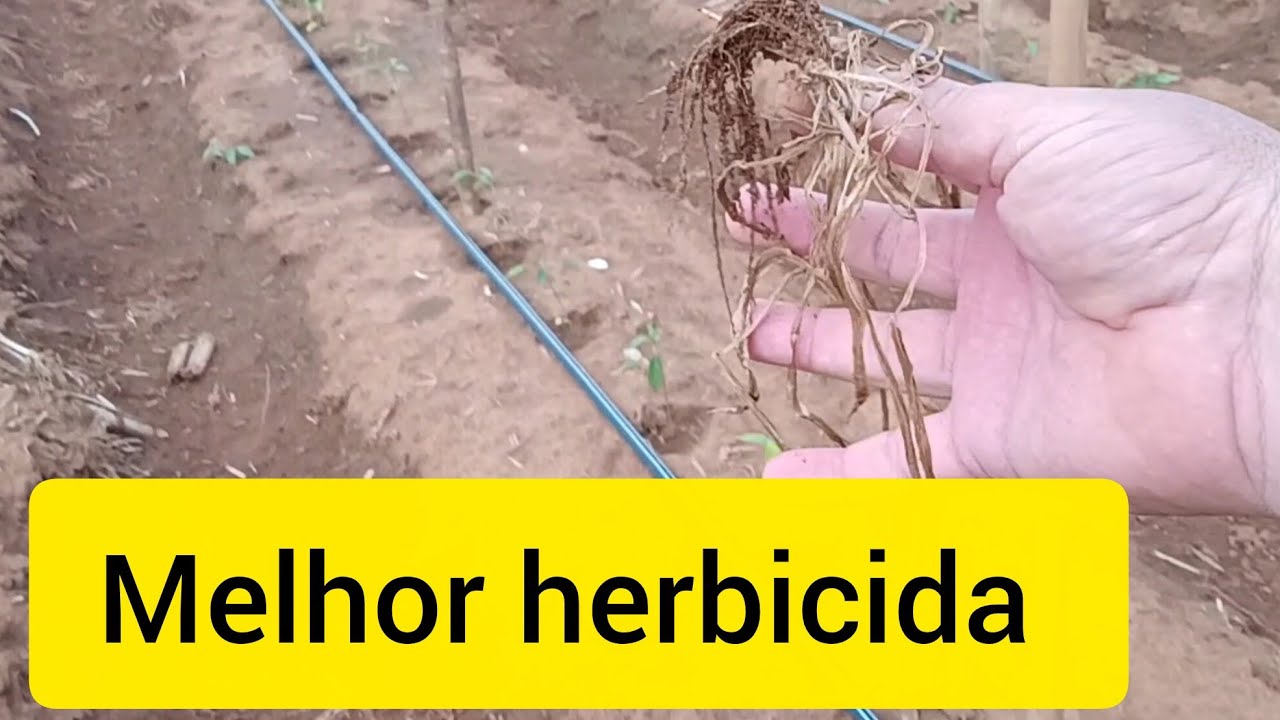 Pimentão dhara!! Esse é o melhor herbicida para  usar no pimentão.