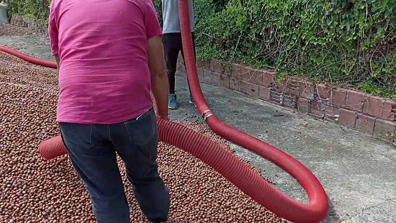 Fındık harmanı .Muhabbete geldik hortum tıkandı😁😁