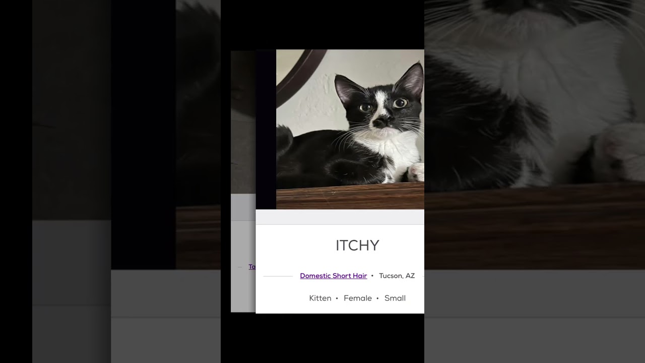 Silly Cat Names on PetFinder Part 5 