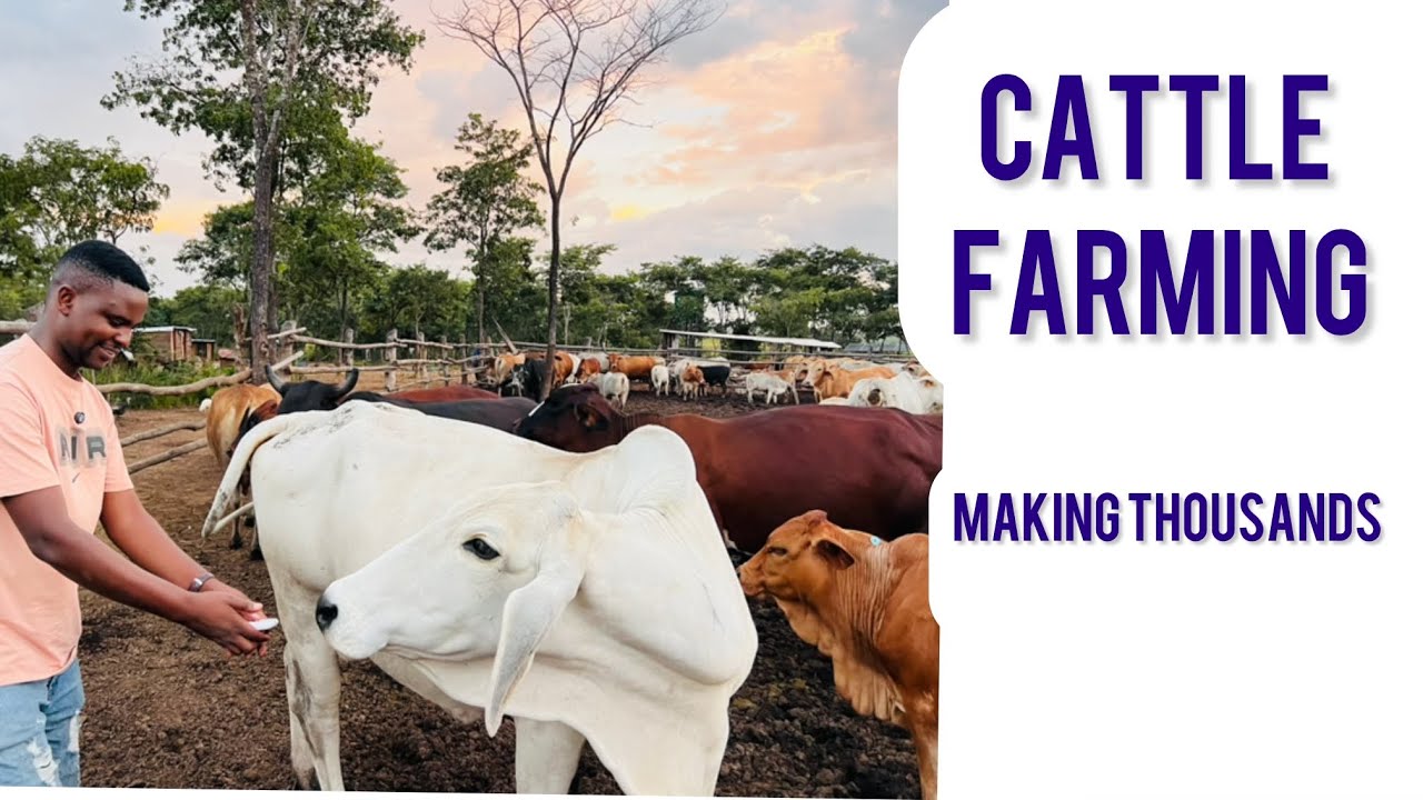 HOW HE IS MAKING THOUSANDS AT THE AGE OF 27 THROUGH CATTLE 🐄 FARMING IN ZIMBABWE 🇿🇼