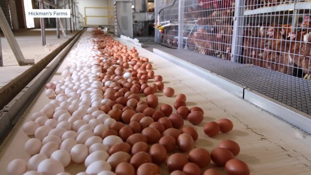 Third case of bird flu detected at commercial farm in Maricopa County