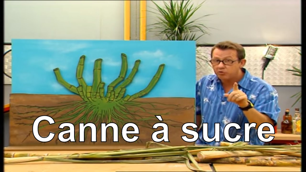 Comment pousse la canne à sucre ? - C'est pas sorcier